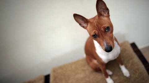 In der Verbandsgemeinde Baumholder wurden 34 vernachlässigte Hunde gerettet. Ein Tier ist so krank, dass es stirbt. 
