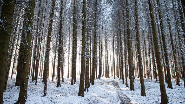 Schneebedeckte Bäume ragen links und rechts eines idyllisch gelegenen Waldweges