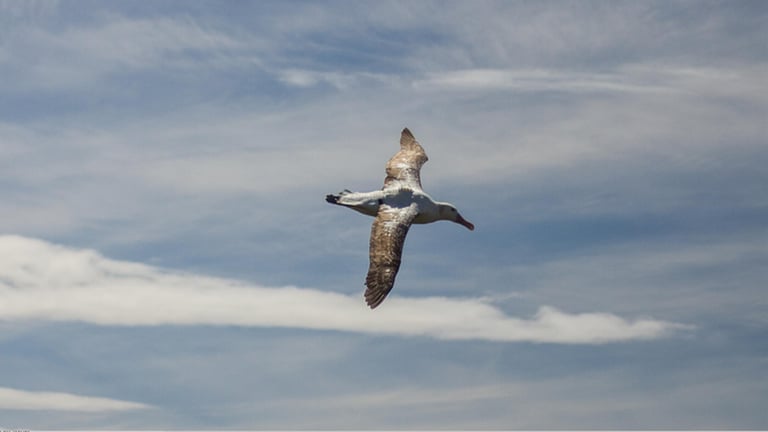 Forscher überprüfen mit Hilfe von Albatrossen, ob sich Fischerboote an Regeln halten (Foto: Pressestelle, Julien Collet)