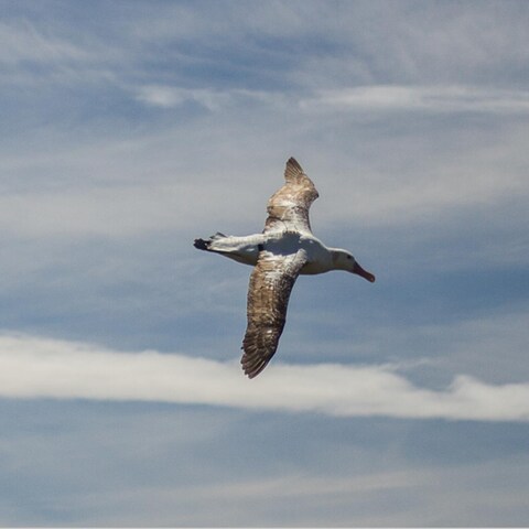 Forscher überprüfen mit Hilfe von Albatrossen, ob sich Fischerboote an Regeln halten