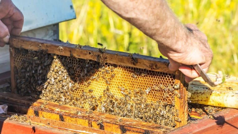 Imker mit Bienen und Beuten (Foto: IMAGO, IMAGO / Arnulf Hettrich)