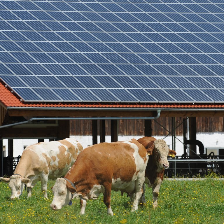 Kühe vor einem Stall mit einer Photovoltaik-Anlage auf dem Dach