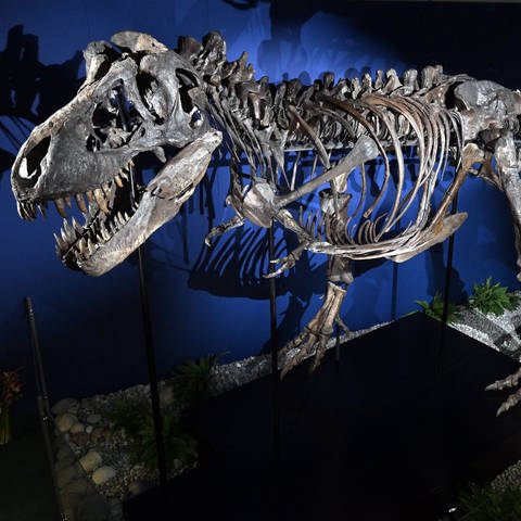 Skelett eines Tyrannosaurus Rex 