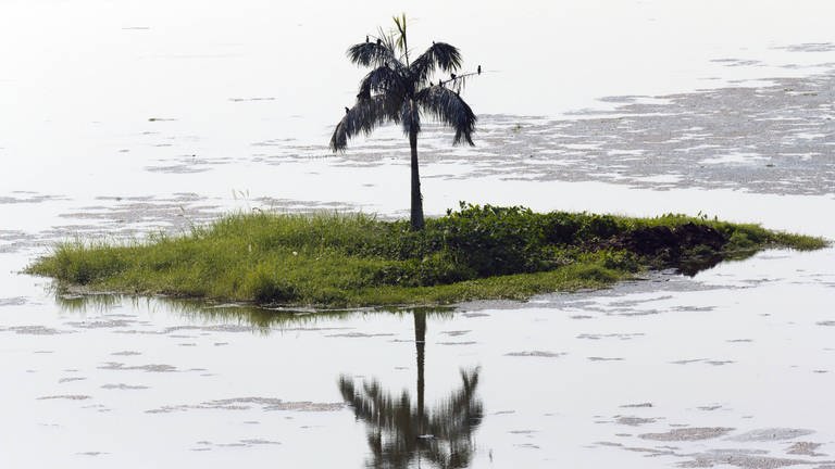 A solitary palm tree on a tiny island Lake Inya in Yangon in Myanmar. (Foto: IMAGO, IMAGO / Loop Images/JonxBower)