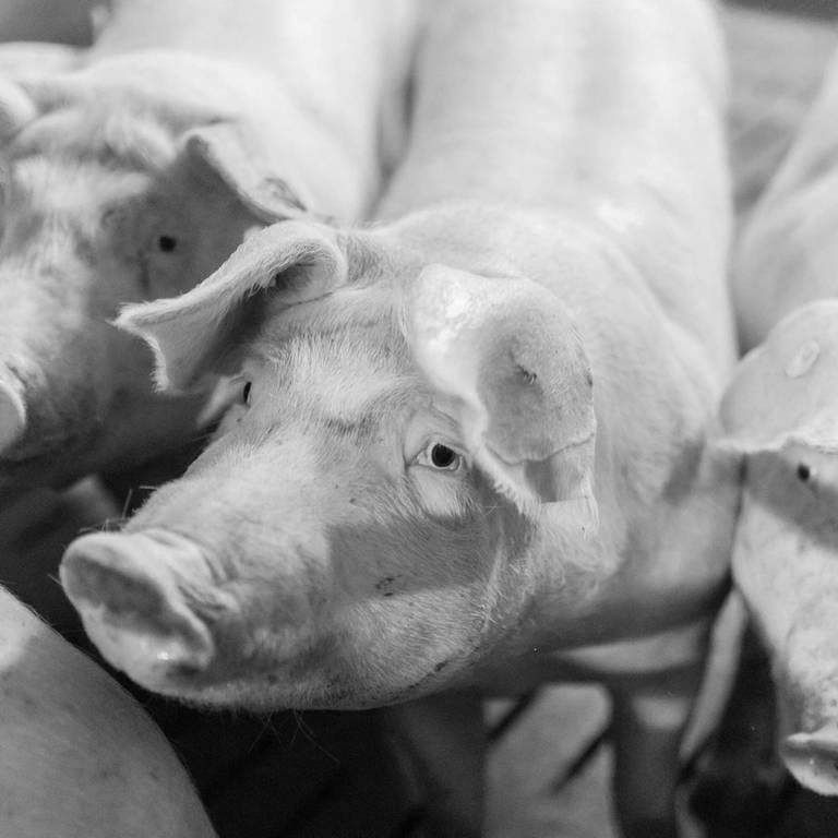 Hausschweine gehalten in einem koventionellen Schweinemastbetrieb (Foto: IMAGO, imago images / Marius Schwarz)