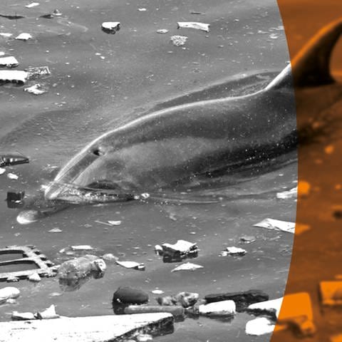 Delphin  schwimmt zwischen angeschwämmten Müll
