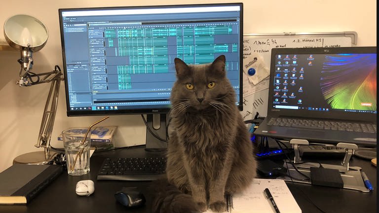 eine Katze sitzt vor dem Computermonitor - Produktionsfoto "Re:Produktion" (Foto: SWR, Vivien Schütz)