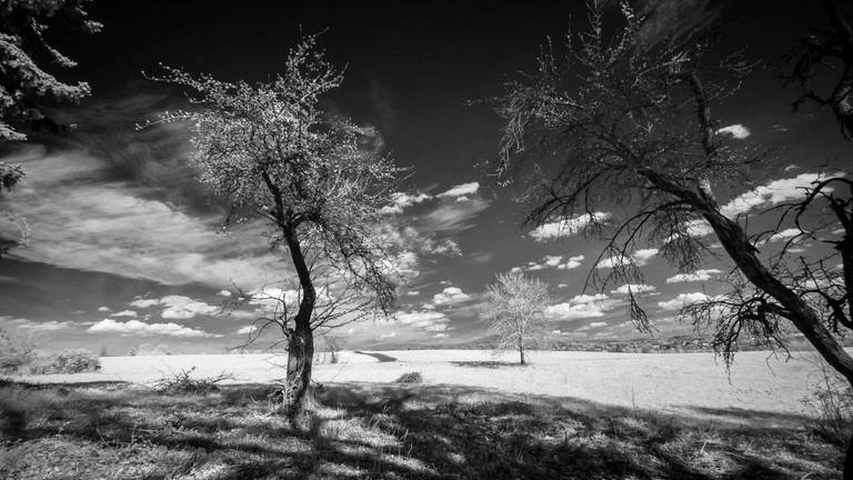 Großes Feld mit Bäumen und Wolken (Foto: Pressestelle, Werner Cee)