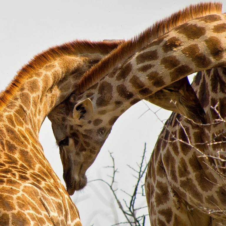Giraffen im Krüger Nationalpark, Südafrika (Foto: IMAGO, Zoonar)