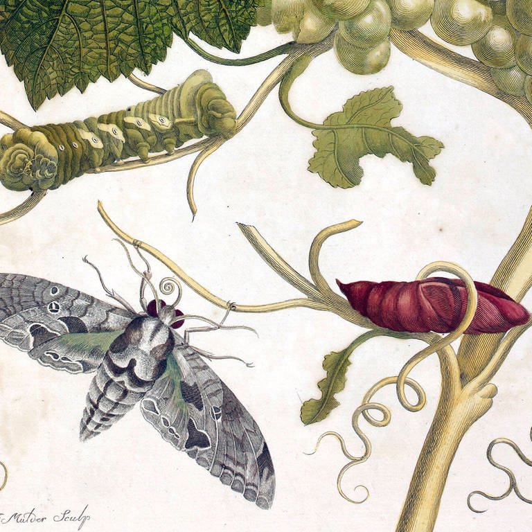 Metamorphosis Insectorum Surinamensium (La Metamorphose des Insectes du Surinam) von Maria Sibylla Merian, veröffentlicht im Jahr 1705
