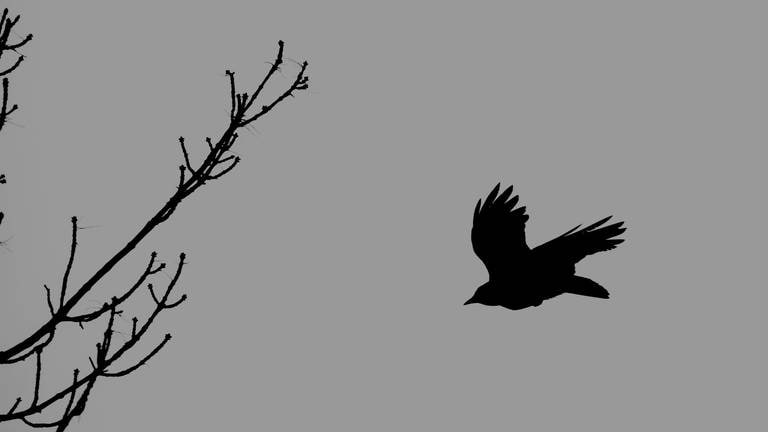 Fliegende Krähe mit Bäumen und Zweigen, schwarze Silhouette isoliert auf hellgrauem Hintergrund