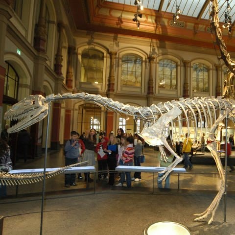 Skelette von Dinosauriern im Naturkundemuseum in Berlin (Foto: IMAGO, imago images / Schöning)