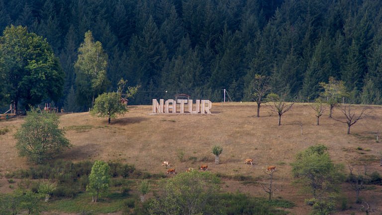 Die „Natur“-Skulptur von Tim Otto Roth