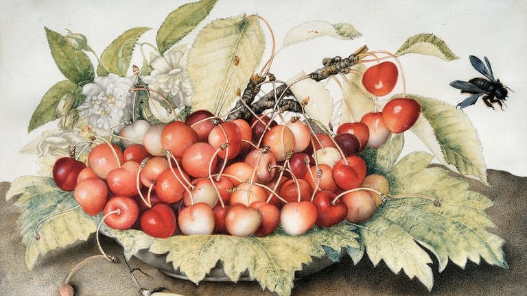 Giovanna Garzoni, Stillleben mit Kirschen auf einem Teller, Bohnenschoten und einer Holzbiene, 1642-51
