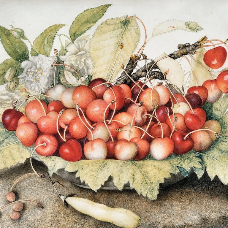 Giovanna Garzoni, Stillleben mit Kirschen auf einem Teller, Bohnenschoten und einer Holzbiene, 1642-51