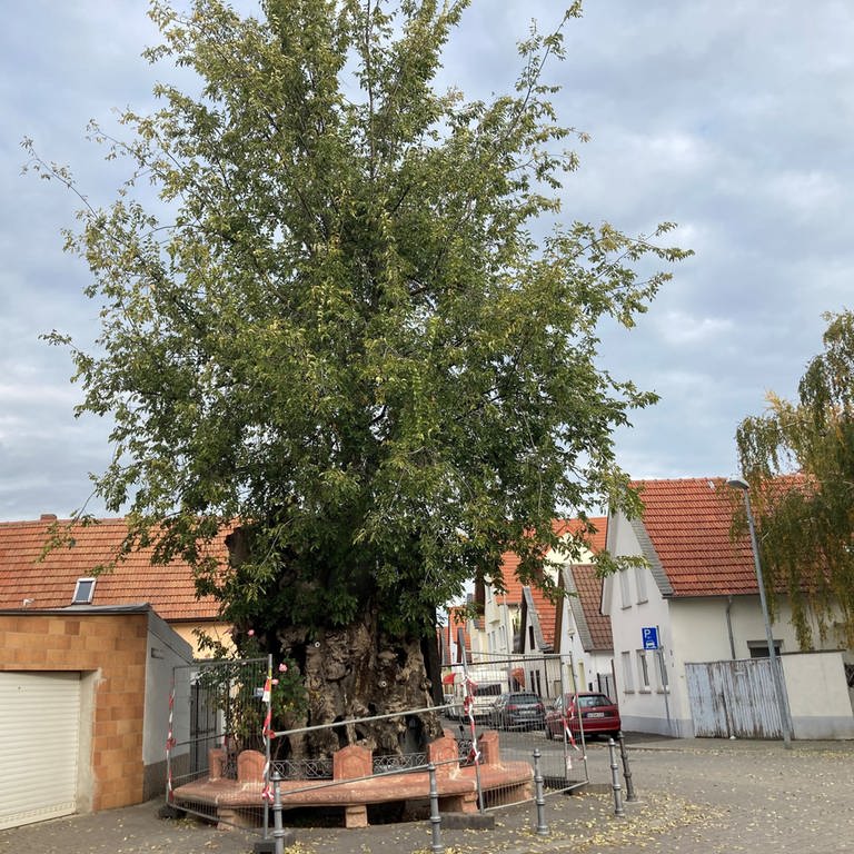 Die Ulme, auch Lutherbaum genannt,  in Pfiffligheim, Stadtteil von Worms (Foto: SWR, Mareike Gries)