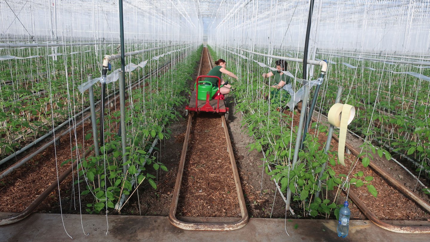 Der Westhof. Handarbeit beim Bio-Tomatenanbau im Riesengewächshaus hinterm Deich. (Foto: Grenzgänger / Ernst-Ludwig von Aster)