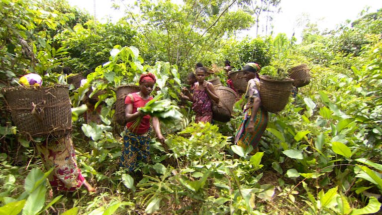Neun Frauen in bunten Tüchern und Shirts haben große Weiden-Körbe auf dem Rücken und pflücken große Blätter inmitten des Regenwalds. (Foto: Antje Diekhans)