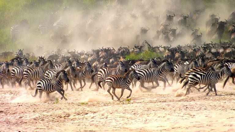 Zebras und Büffel gallopieren durch Steppenlandschaft und wirbeln gehörig Staub auf. (Foto: Sharon Gent)