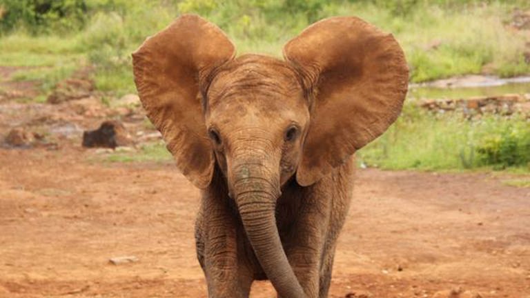 Elefantenkind mit aufgestellten Ohren kommt auf den Betrachter zugelaufen (Foto: Antje Diekhans )