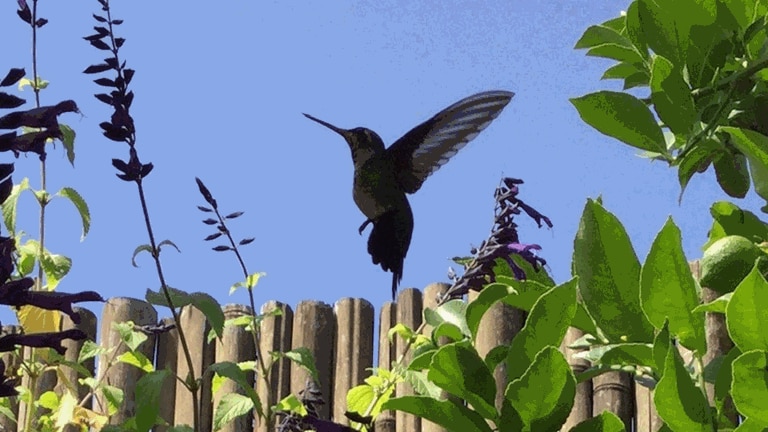 Exotischer Besucher auf der Terrasse: Auch mitten in Buenos Aires leben Kolibris (Foto: Ivo Marusczyk)