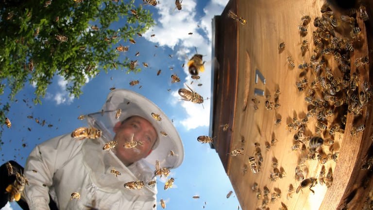 Ein Imker betrachtet glücklich sein aktives Bienenvolk (Foto: IMAGO, imago images / Frank Sorge)