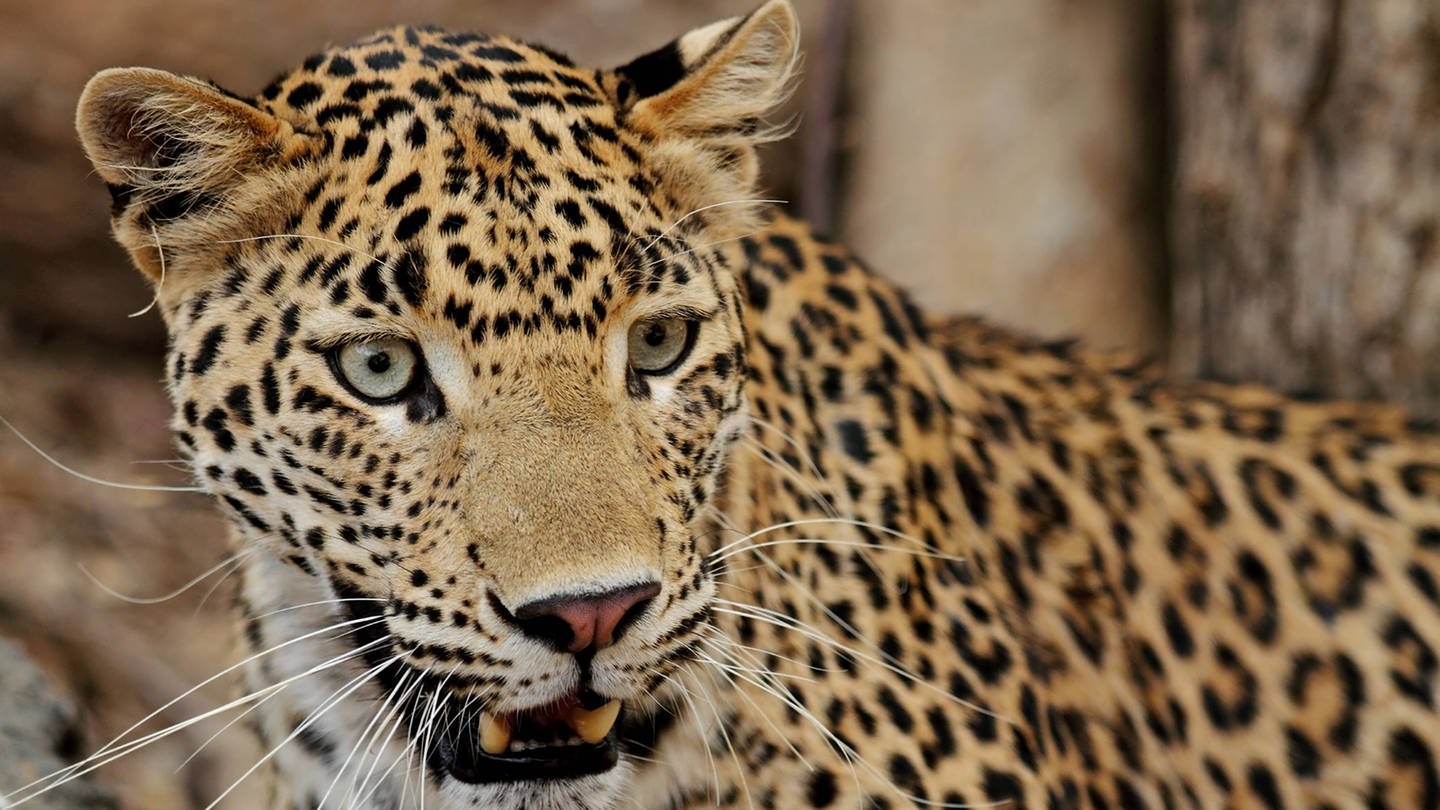 Leopard, Ranthambore Nationalpark, Rajasthan, Indien, Asien (Foto: IMAGO, imago images / imagebroker / iblsar01632651)