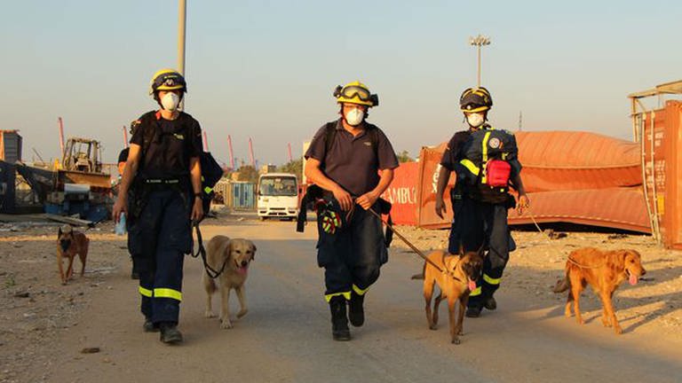 Auf der Suche nach Vermissten in Beirut setzten die Helferinnen und Helfer des THW unter anderem speziell ausgebildete Suchhunde ein (Foto: Pressestelle, THW - Christian Wenzel)