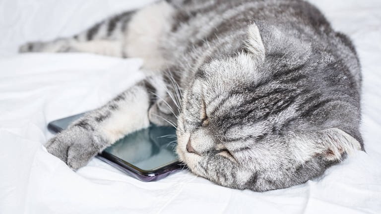 Katzen als Handy-Schmuggler (Foto: IMAGO, imago-images)