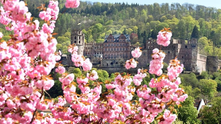 Kirschblüten vor Heidelberger Schloss (Foto: picture-alliance / Reportdienste, picture-alliance / dpa - KUNZ / Augenklick)