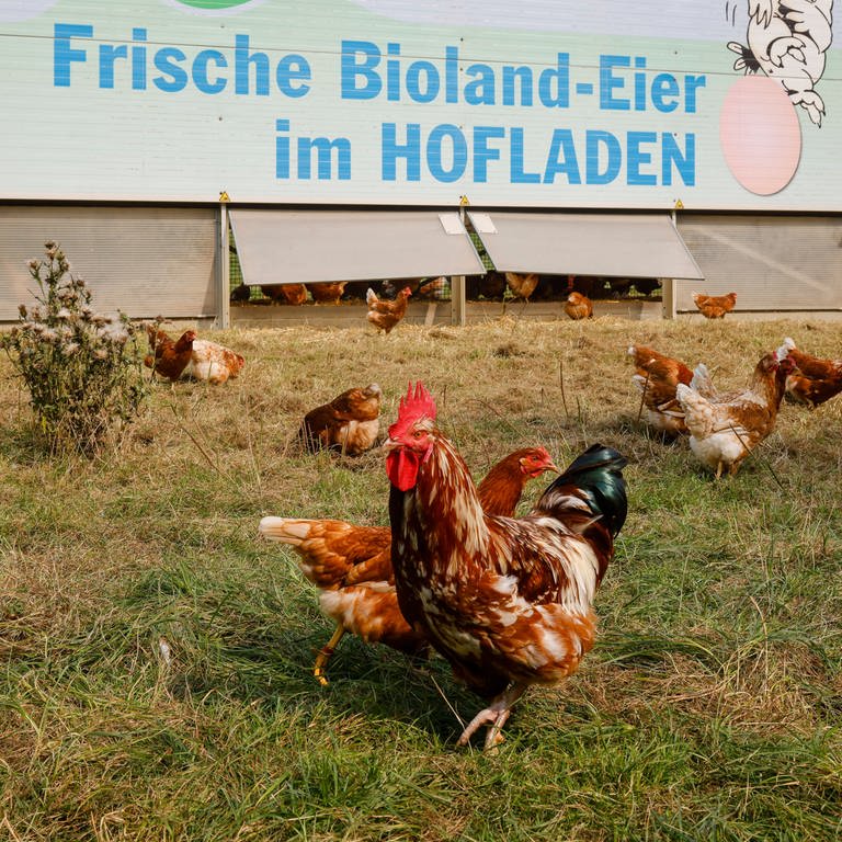 Kamp-Lintfort, Nordrhein-Westfalen, Freilandhuehner leben auf dem Bioland Bauernhof