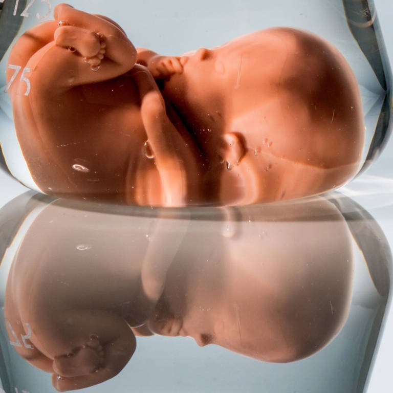 Modell eines Embryos in einem Laborglas (Foto: IMAGO, imago stock&people / McPHOTO)