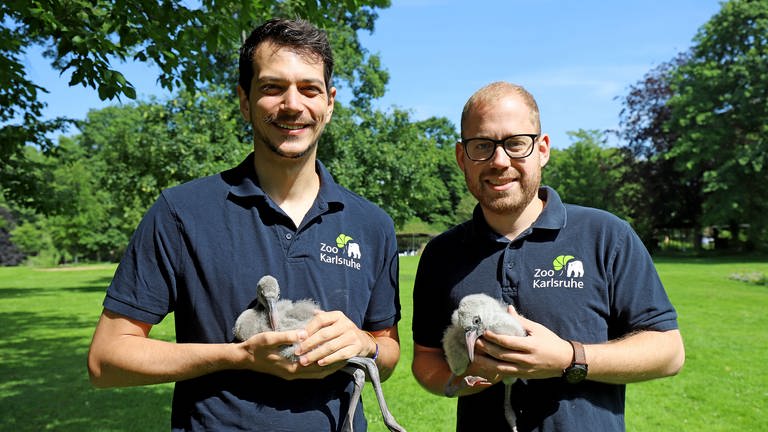 Dr. Lukas Reese (links) und Dr. Marco Roller mit zwei jungen Zwergflamingos, die von Hand aufgezogen werden.  (Foto: Timo Deible/Zoo Karlsruhe)