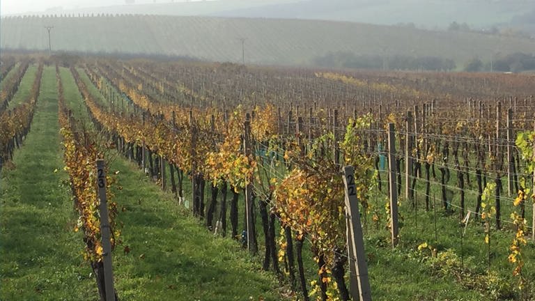 Weinbaugebiet in Südmähren (Foto: Pressestelle, Peter Lange)