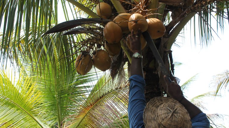 Kokosnüsse werden geerntet