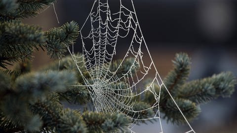 Weihnachten in aller Welt: Spinnweben als Dekoration in der Ukraine (Foto: IMAGO, ITAR-TASS)