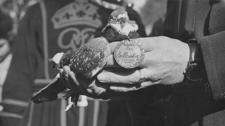 Tiere im Krieg  GI Jo die erste geehrte Taube (Foto: IMAGO, imago/United Archives International)