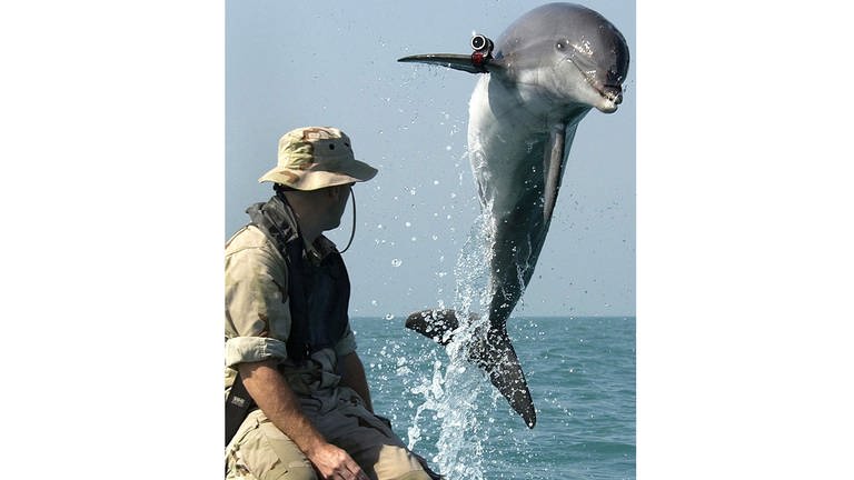 Tiere im Krieg  Delfin US Navy (Foto: picture-alliance / Reportdienste, picture-alliance / dpa/dpaweb)