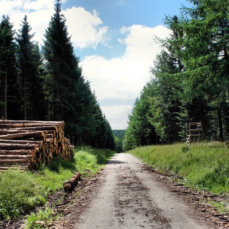 Wald (Foto: IMAGO, PantherMedia / Edith Czech)