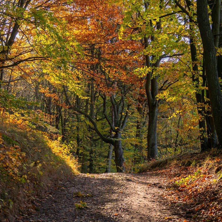 Herbstlich gefärbte Bäume, zumeist Buchen, an einem Wanderweg bei Altkünkendorf   (Foto: IMAGO, IMAGO / Hohlfeld)