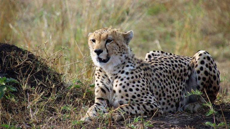 Leopard in der Serengeti (Foto: Angelina Chengula)