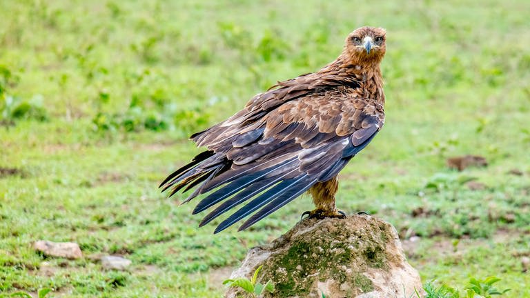 Adler auf Beutesuche (Foto: Angelina Chengula)