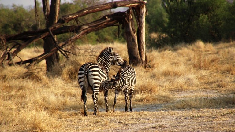 Ein Zebra mit ihrem Jungen im Mikumi Nationalpark (Foto: Angelina Chengula)