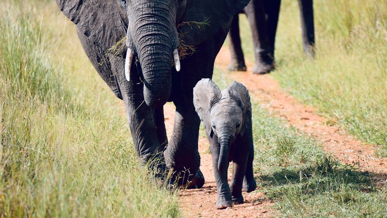 Neugeborenes Elefantenbaby im Ruaha Nationalpark (Foto: Angelina Chengula)