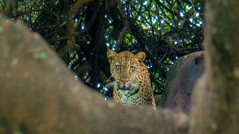 Ein Leopard im Baum im Ngorongoro Krater (Foto: Angelina Chengula)
