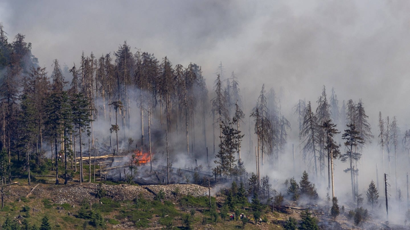 aldbrand am Alkönig im Taunus Der Wald am westlichen Hang des Berges (Foto: IMAGO, IMAGO / Jan Eifert)
