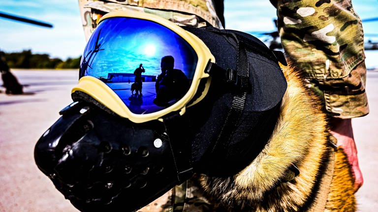 Tiere im Krieg  2022 US-Armee (Foto: IMAGO, IMAGO/piemags)
