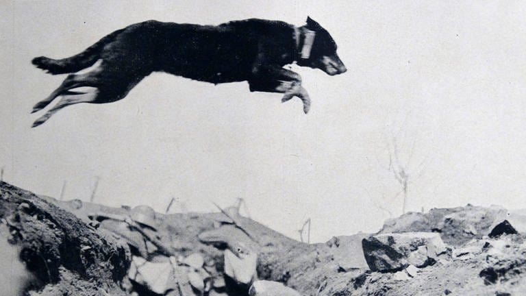 Tiere im Krieg  Hund als Nachrichtenüberbringer im 1. WK (Foto: IMAGO, imago/UIG)