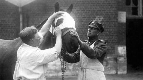Tiere im Krieg  Tierärzte im 1. WK (Foto: IMAGO, imago/United Archives International)