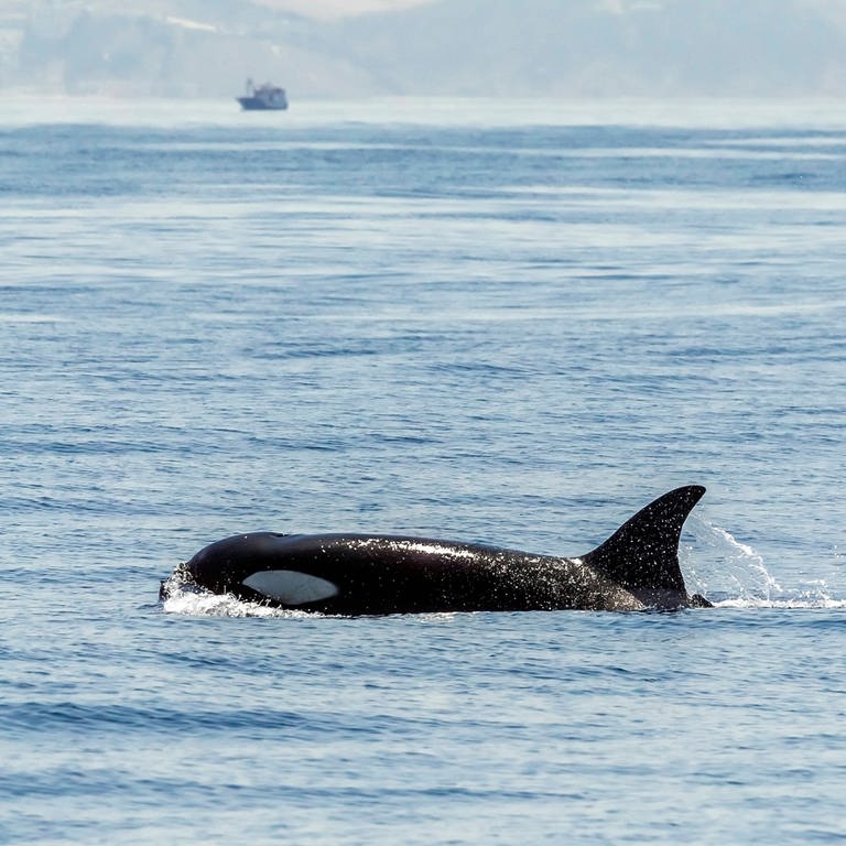 Orca (Orcinus orca) an der Wasseroberflaeche in Spanien